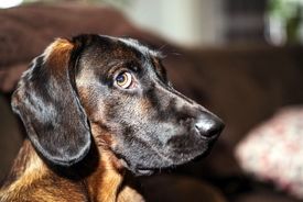 آیا سگ‌ها واقعاً شرمنده می‌شوند؟